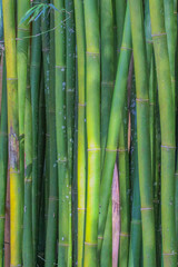 Obraz premium Photograph of green bamboo with varying shades, illuminated by sunlight, highlighting details such as the smooth texture, characteristic nodes, and a few delicate leaves around.
