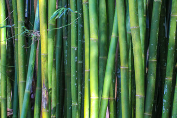 Fototapeta premium Photograph of green bamboo with varying shades, illuminated by sunlight, highlighting details such as the smooth texture, characteristic nodes, and a few delicate leaves around.