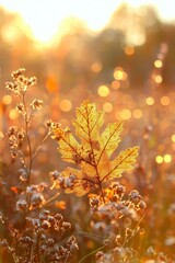 The autumn nature background shows oak leaves and dry grass. An autumnal landscape in the fall.