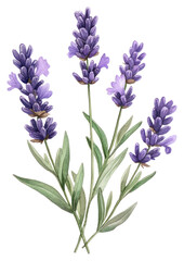 Fototapeta premium PNG Lavender botanical watercolor illustration