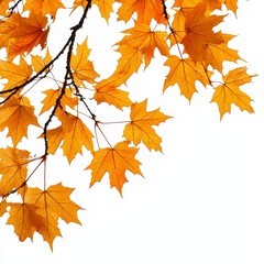 Obraz premium A collection of autumn photo overlays including fog, rain, sun, light, a Photoshop element, and a .png file