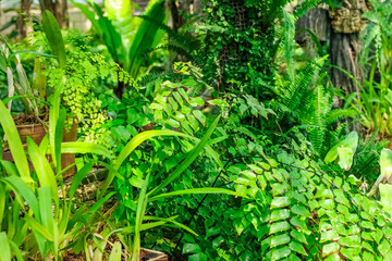 leaves of trees and bushes in a tropical forest