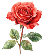 Fototapeta premium PNG Vibrant red rose illustration art