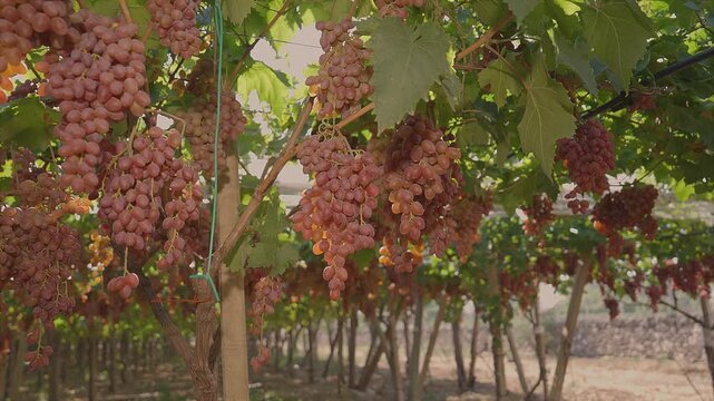Bunches of red table grapes under an awning with a dry stone wall background 2