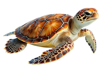 Sea turtles on isolated white background
