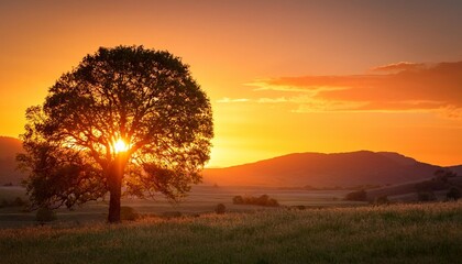 tree at sunset hd 8k wallpaper stock photographic image