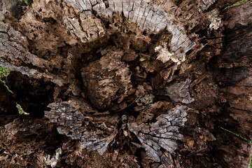 Close up a picture. Rotten wood texture.