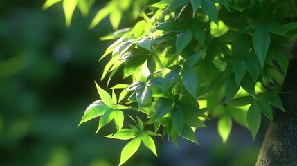 Close-up of vibrant green leaves illuminated by soft sunlight.