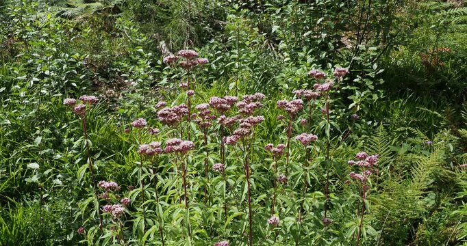 Touffes d'eupatoires &agrave; feuilles de chanvre (Eupatorium cannabinum) avec de minuscules fleurs rose mousseuses en corymbes terminales sur tiges poupre au feuillage lanc&eacute;ol&eacute; vert moyen 
