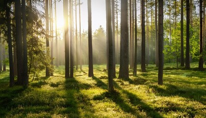 sunny morning in the forest