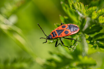 Firebug - Pyrrhocoris apterus, common red and black bug from European meadows, gardens and...