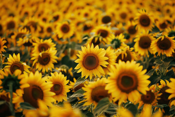 Endless field of sunflowers illuminated by the sun, harvest and agricultural business concept
