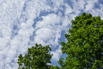 vista dettagliata delle cime degli alberi, di giorno, in estate, pieni di foglie verdi, sotto un cielo azzurro e con tante nuvole leggere e chiare, illuminate dal sole