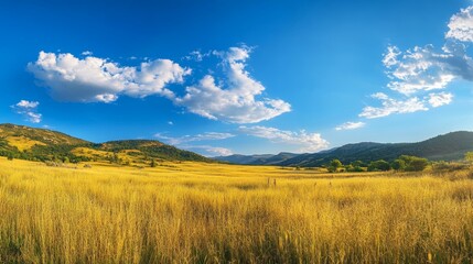 Obraz premium Stunning panoramic landscape featuring golden meadows and a vibrant blue sky in serene nature