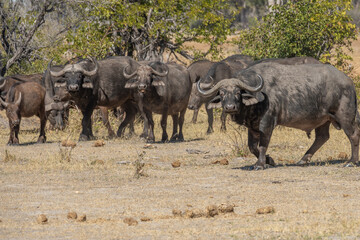 African buffalo (Syncerus caffer), Murchison Falls National Park, Uganda