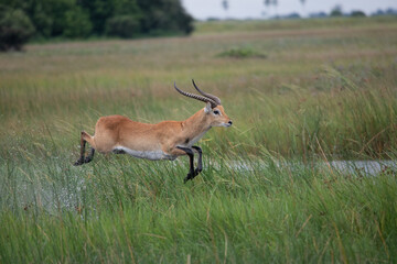 running antelope Waterbuck (Kobus ellipsiprymnus) in the african savannah namibia kruger park...