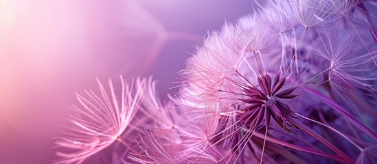 Abstract dandelion flowers in purple hues on a violet backdrop with copy space image Nature s fragility captured in a macro seed closeup on a banner style nature background