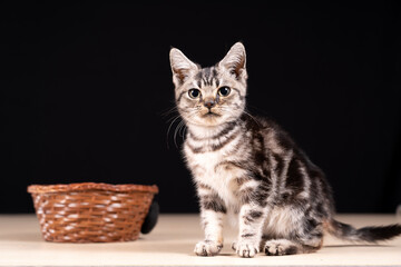 A cute little cat in the background