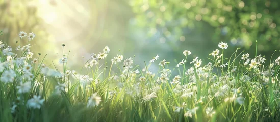 Keuken achterwand Zorgcentrum Summer meadow with wildflowers and grass under sunlight creating a nature aesthetic with wild growth and white blossoms ideal for a copy space image  © HN Works