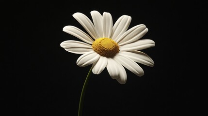 Single Daisy on Black Background