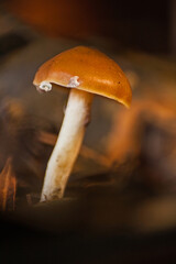 Wild mushrooms 15273