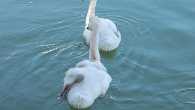 filmato in tempo reale con inquadratura dettagliata di alcuni giovani cigni bianchi che si spostano lentamente sull'acqua, di giorno
