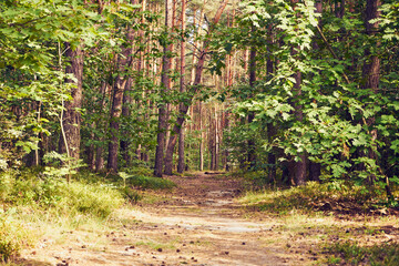 leśna ścieżka  © Marcin Łazarczyk