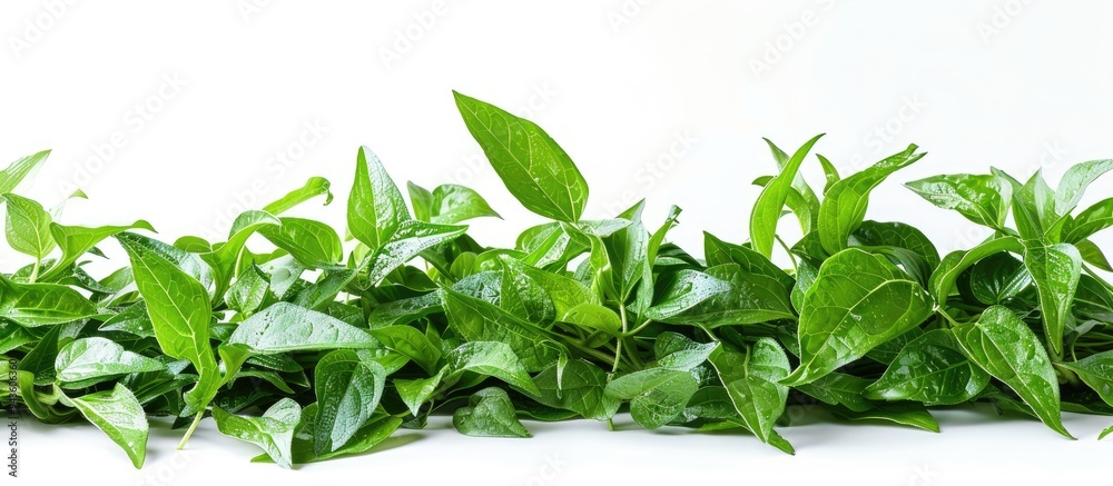 Poster a detailed image featuring a water spinach or ipomoea aquatica pile isolated on white with room for 