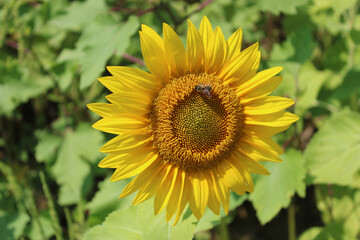 Bee on a sunflower at a farm in Three Rivers, Michigan