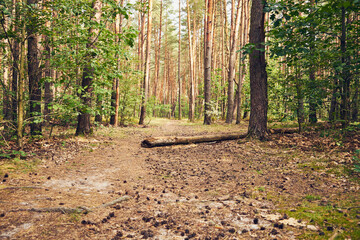 leśna droga  © Marcin Łazarczyk