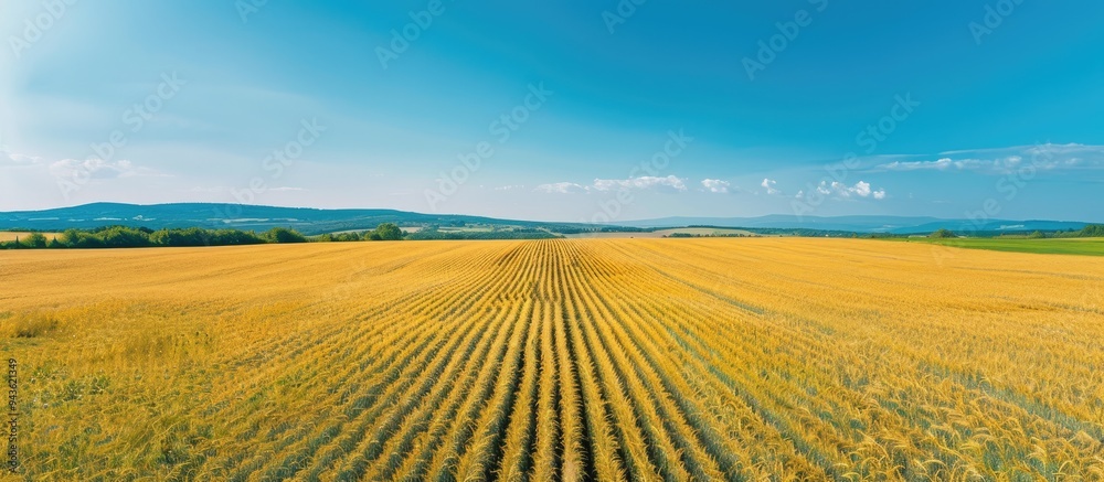 Poster Aerial view photo showing a vast rural wheat field in spring or summer with blue sky and no clouds perfect for copy space image