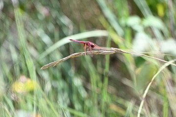 red dragonfly on a branch