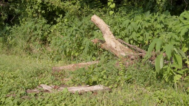 Dry logs at Brian Brown Greenway trail