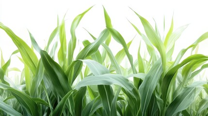 Obraz premium A field of green grass with a white background