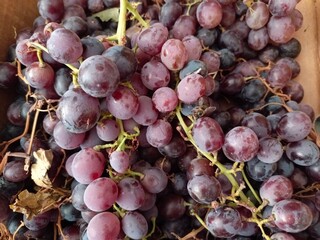 Ifrane, Morocco - August 08, 2024: Enjoy: A bee tastes the sweetness of grapes in the hot summer