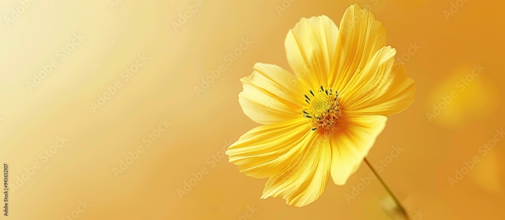Poster fresh ecology concept with a close up soft cosmos flower on a yellow background ideal for wallpaper 