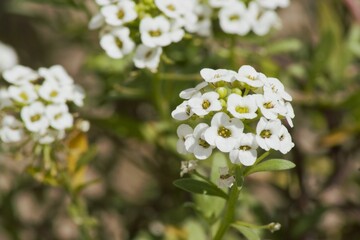Sweet alyssum ascent blooms