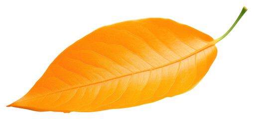 Fototapeta premium PNG Leaf orange plant petal.