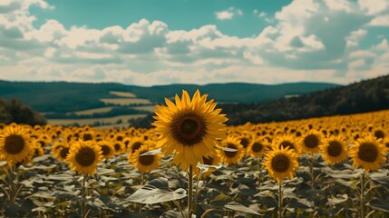 Obraz premium A vibrant sunflower stands tall amidst a vast field of blooming sunflowers.