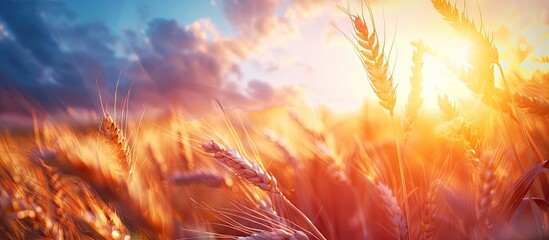 Fototapeta premium Close up of golden wheat ears at sunset in a wheat field under a blue sky on a summer day with a prominent copy space image