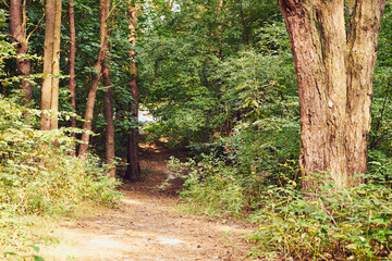 leśna ścieżka  © Marcin Łazarczyk