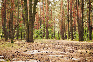 leśna droga  © Marcin Łazarczyk