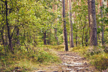 leśna ścieżka  © Marcin Łazarczyk