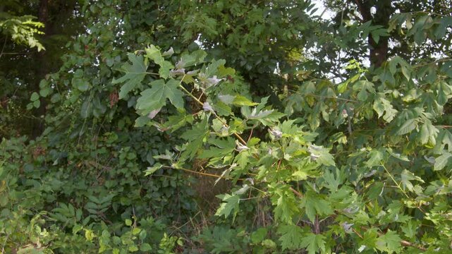 Medium shot of plants growing near Brian Brown Greenway
