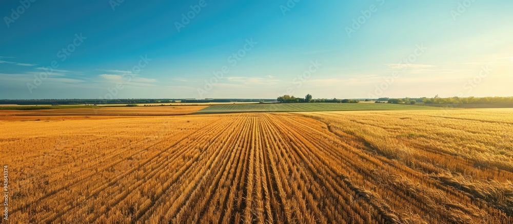 Poster Aerial view photo showing a vast rural wheat field in spring or summer with blue sky and no clouds perfect for copy space image