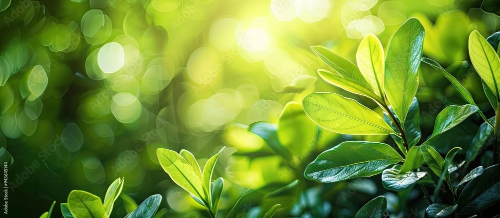 Poster fresh green nature background with blur a beautiful copy space image for backgrounds