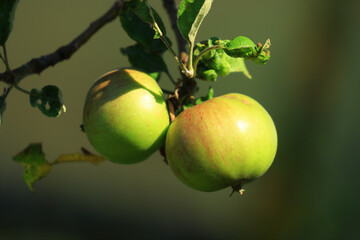 Fresh green apples on tree in morning light. Organic cultivation.