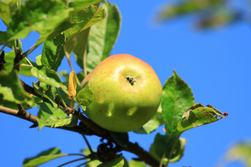 Fresh green apples on tree in morning light. Organic cultivation.