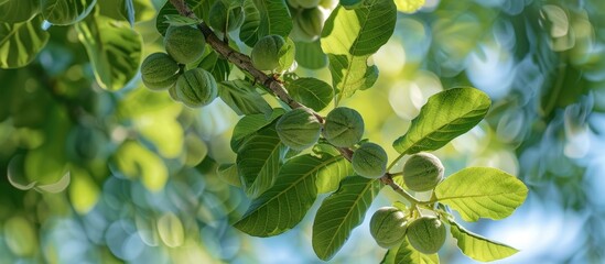 Obraz premium Caucasian Walnut tree branches from the Juglandaceae family in a park or garden showcasing Pterocarya fraxinifolia branches with fruit perfect for a copy space image
