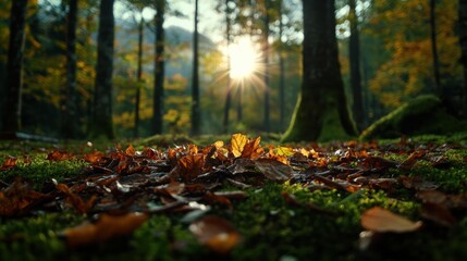 Sunlight filters through the trees, illuminating a forest floor covered in fallen autumn leaves, creating a warm and peaceful atmosphere.